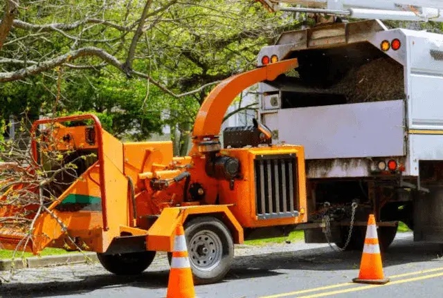 tree removal Rohnert Park ca