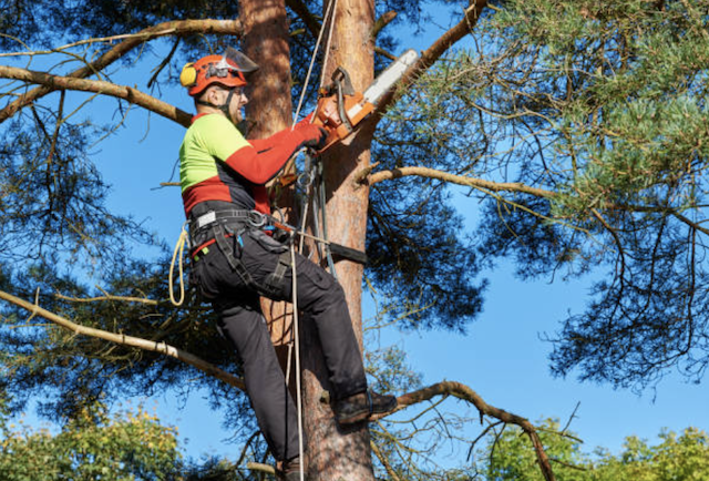 tree pruning sonoma