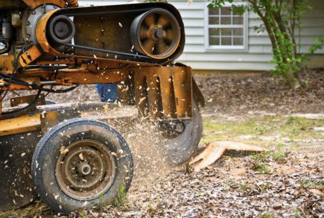 stump grinding Rohnert Park ca