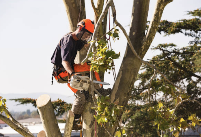 tree removal sonoma